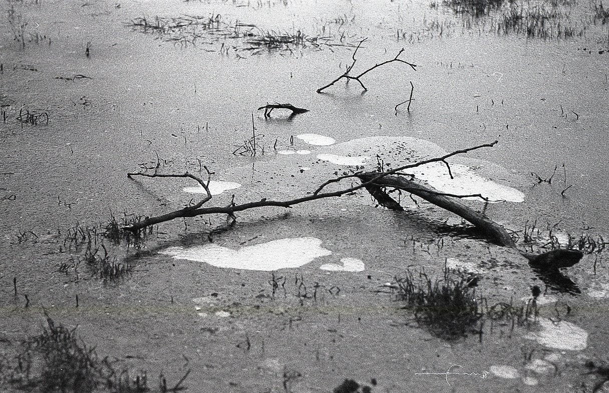 Foma Fomapan 400 ISO Black & White Negative Film