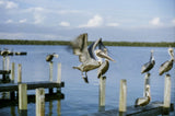 CineStill 50D daylight / 135 - 36exp.