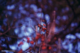 Dubblefilm Bubblegum EXP.36