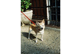 Lomography Color Tiger 110 ISO 200 – Pack of 3 Film