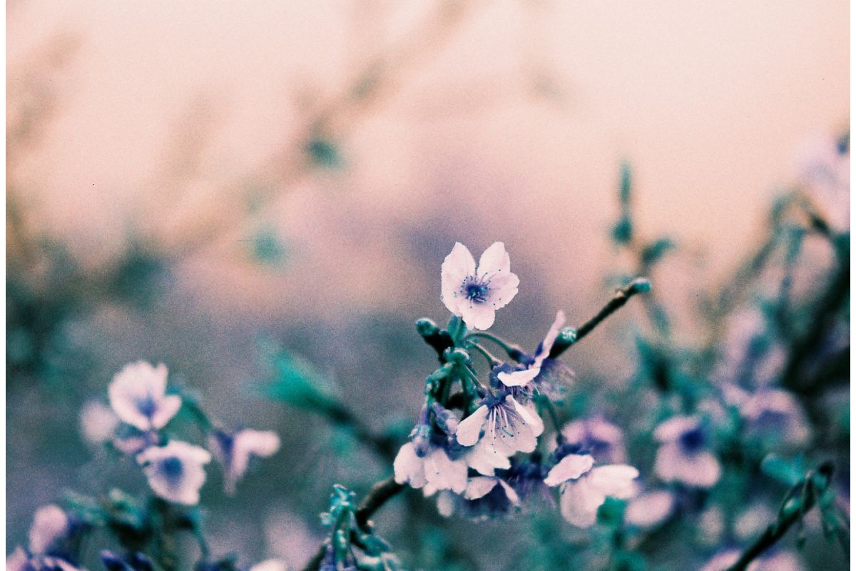 Lomography 2021 LomoChrome Turquoise 120 ISO 100–400 Film