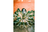 Lomography 2021 LomoChrome Turquoise 110 ISO 100–400 Film