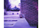 Lomography LomoChrome Purple 120 ISO 100–400 Film