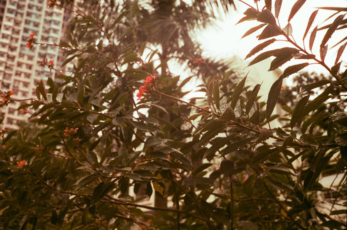 VIBE MAX ISO 400 135 27exp.