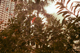 VIBE MAX ISO 400 135 27exp.
