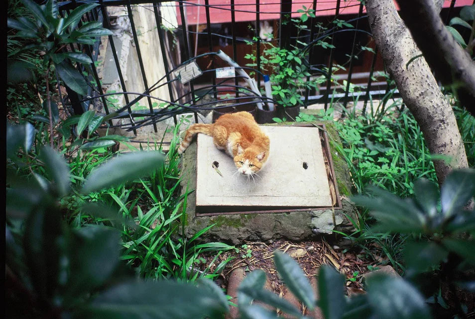 Reflx Lab 100R 35mm Color Reversal Film