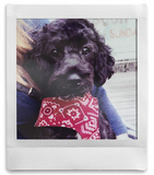 Fujifilm instax square film 10s (2 Packs)
