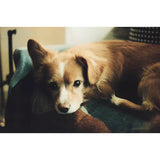 ShenGuang Color Flim / 400 / 36