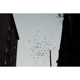 ShenGuang Color Flim / 400 / 36