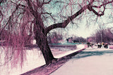 Lomography LomoChrome Purple XR
