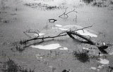 Foma Fomapan 400 ISO Black & White Negative Film