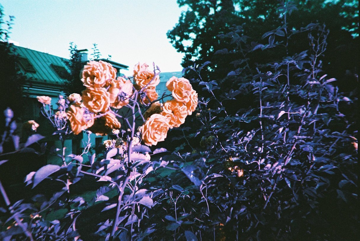 Lost in Purple Psychedelia with Lomography Simple Use Film Camera