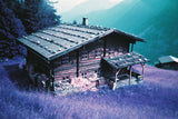 Lost in Purple Psychedelia with Lomography Simple Use Film Camera