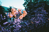 Lost in Purple Psychedelia with Lomography Simple Use Film Camera