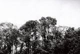 Fantôme Kino B&W ISO 8 低感光度黑白菲林
