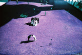 Lost in Purple Psychedelia with Lomography Simple Use Film Camera