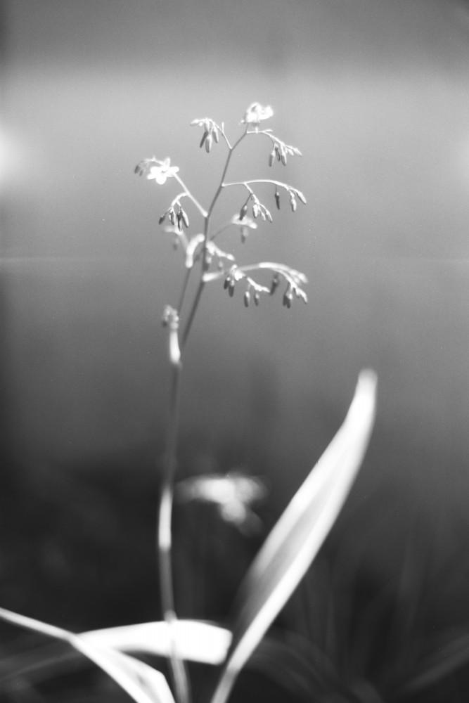 Babylon Kino B&W ISO 13 35mm Black & White Film