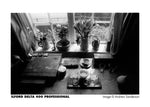 Ilford Delta Pro 400 Fast Fine Grain Black and White Film