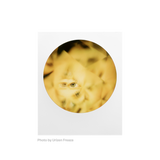 Polaroid Originals Color 600 Film ‑ Round Frame Edition