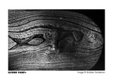 Ilford 135 PanF 50